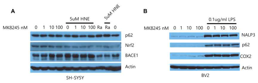 Evaluation of BACE-1 expression level and anti-inflammatory effect using SCD inhibitor MK8245