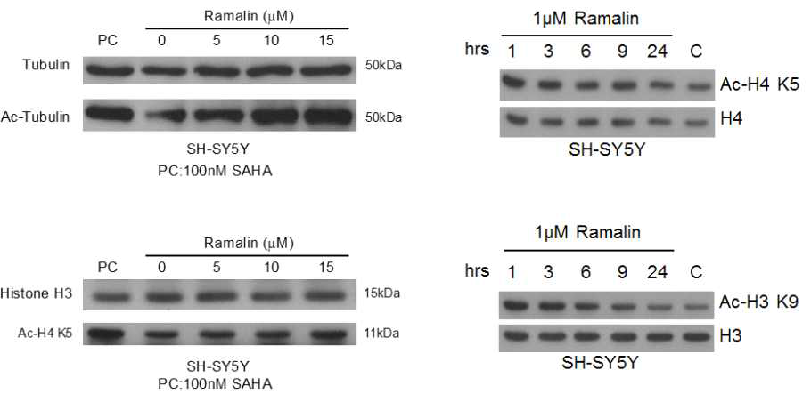 Acetylated histones and tubulin level under Ramalin treatment