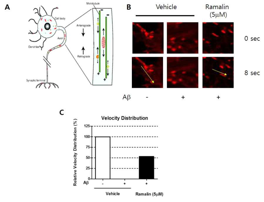 Ramalin improve mitochondria movement which deteriorated by Aβ in primary hippocampal neuron