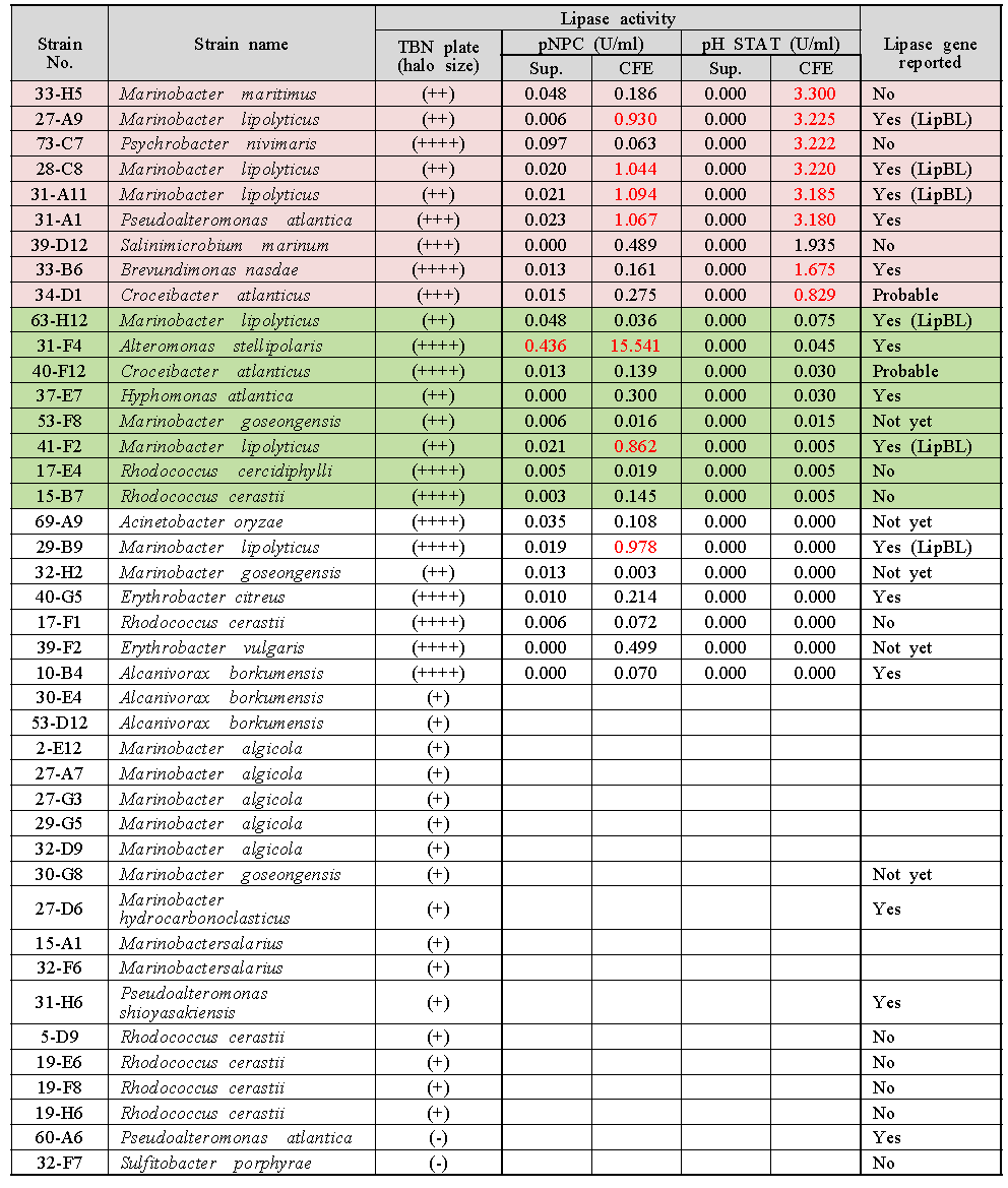 극지 미생물의 리파아제 활성 측정 결과