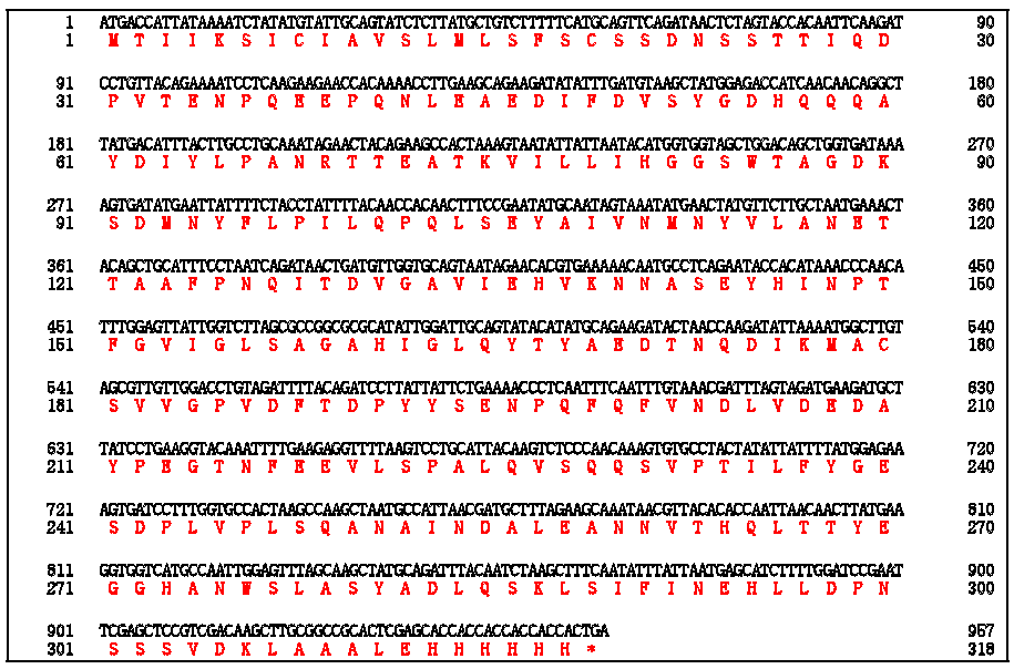 Sequence of Probable lipase (Croceibacter atlanticus) (C)