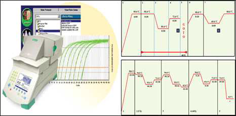 Real-time RT-PCR