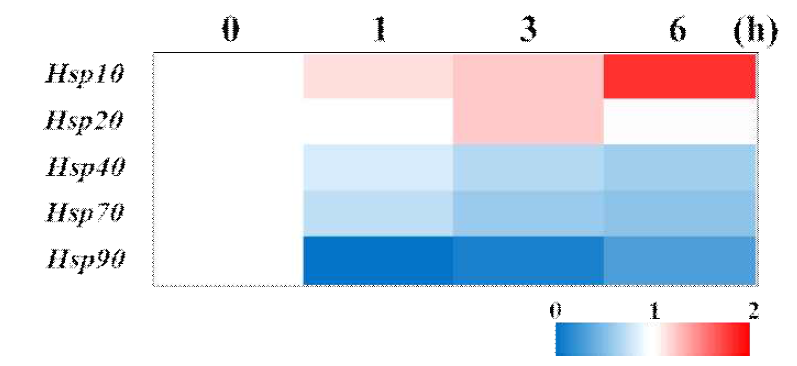 Heat shock protein 유전자들의 mRNA 발현양상 분석