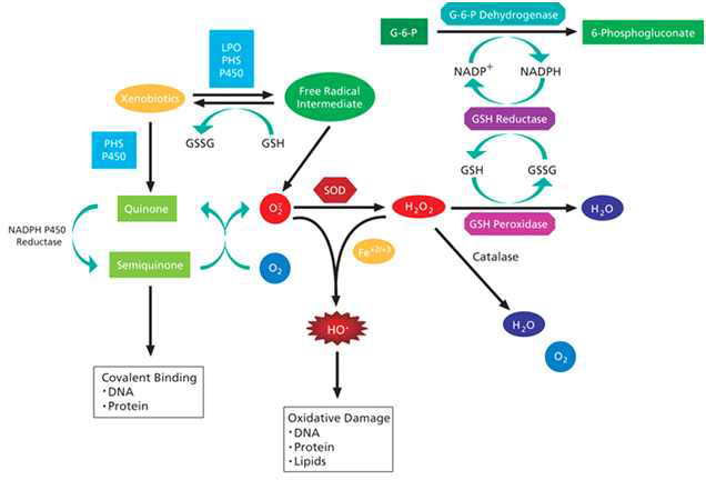 항산화 방어기작 모식도