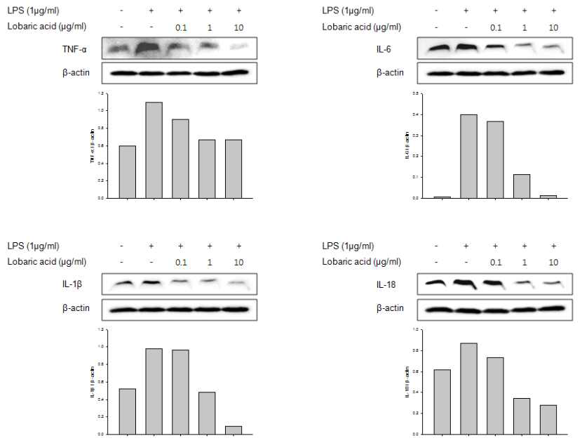 The effect of Lobaric acid on the inhibition of cytokines mouse peritoneal macrophages.