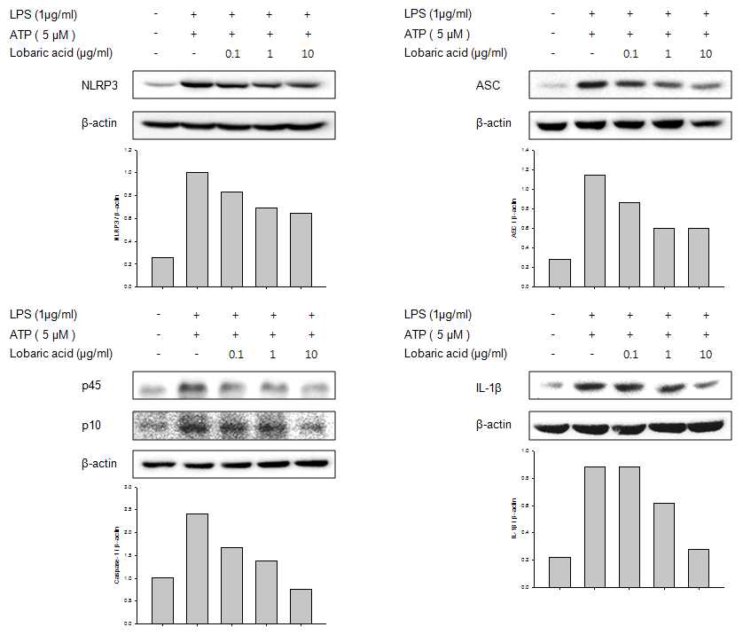 Effect of lobaric aicd on the NLRP3 expression in LPS-induced mouse peritoneal macrophages