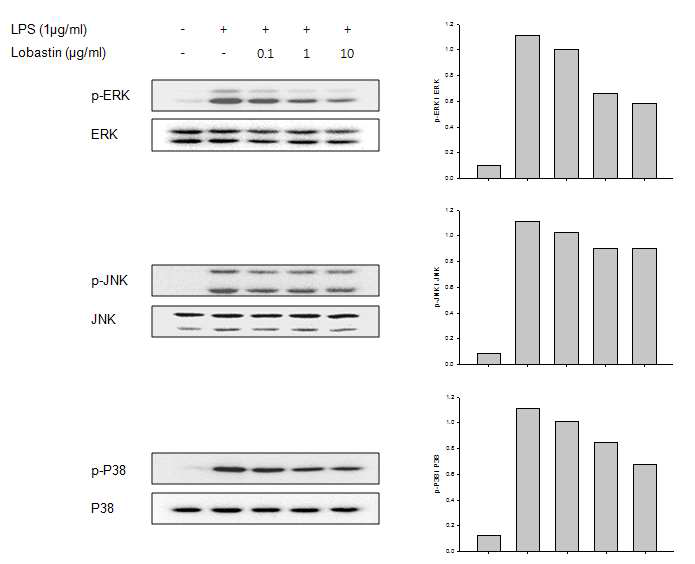 The effect of Lobastin on the inhibition of MAPK in macrophages.