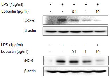 Effect of lobastin on protein levels of iNOS and Cox-2 expression in LPS-stimualted RAW 264.7 cells.