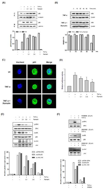 The inhibitory effect of ramalin on TNF-α-stimulated nuclear factor-kappa B and mitogen-activated protein kinases (MAPK) pathways.