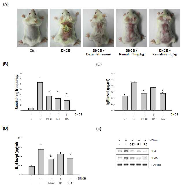 Atopic dermatitis-like skin lesions and symptoms in 2,4-dinitrochlorobenzene (DNCB)-induced mice.