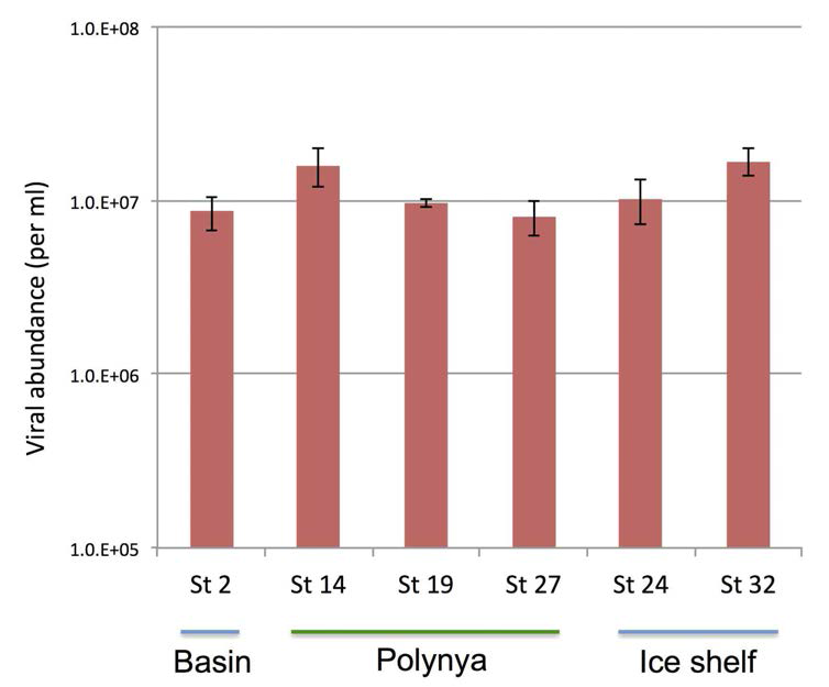 Viral abundances in surface waters in the Amundsen Sea, 2014.