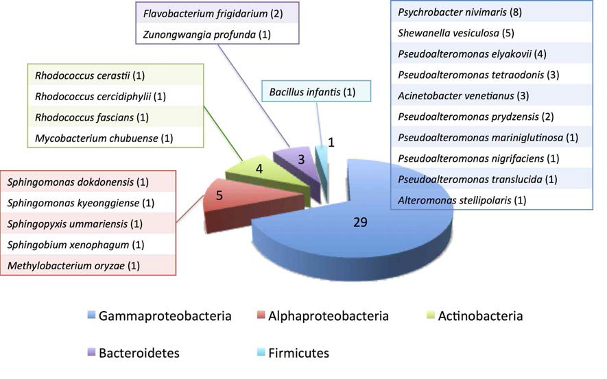 Bacterial strains isolated from the concentrates of phytoplankton in the present study