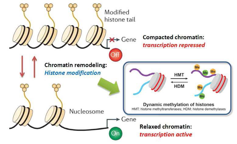 히스톤 변형과 히스톤 메틸화/탈메틸화 효소
