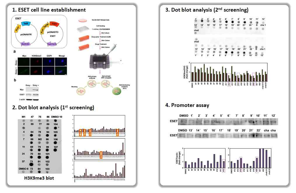 Screening using Tet(Doxy)-inducible ESET cell line