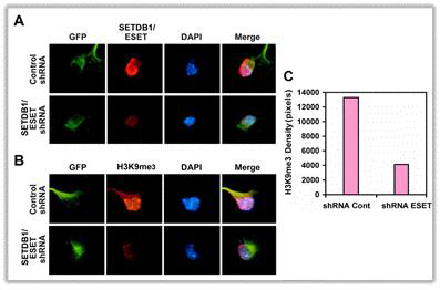 down of SETDB1/ESET by shRNA reduces H3K9me3 level