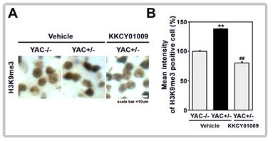 SETDB1/ESET inhibitor (KKCY01009) reduces the level of H3K9me3 in YAC128 mice