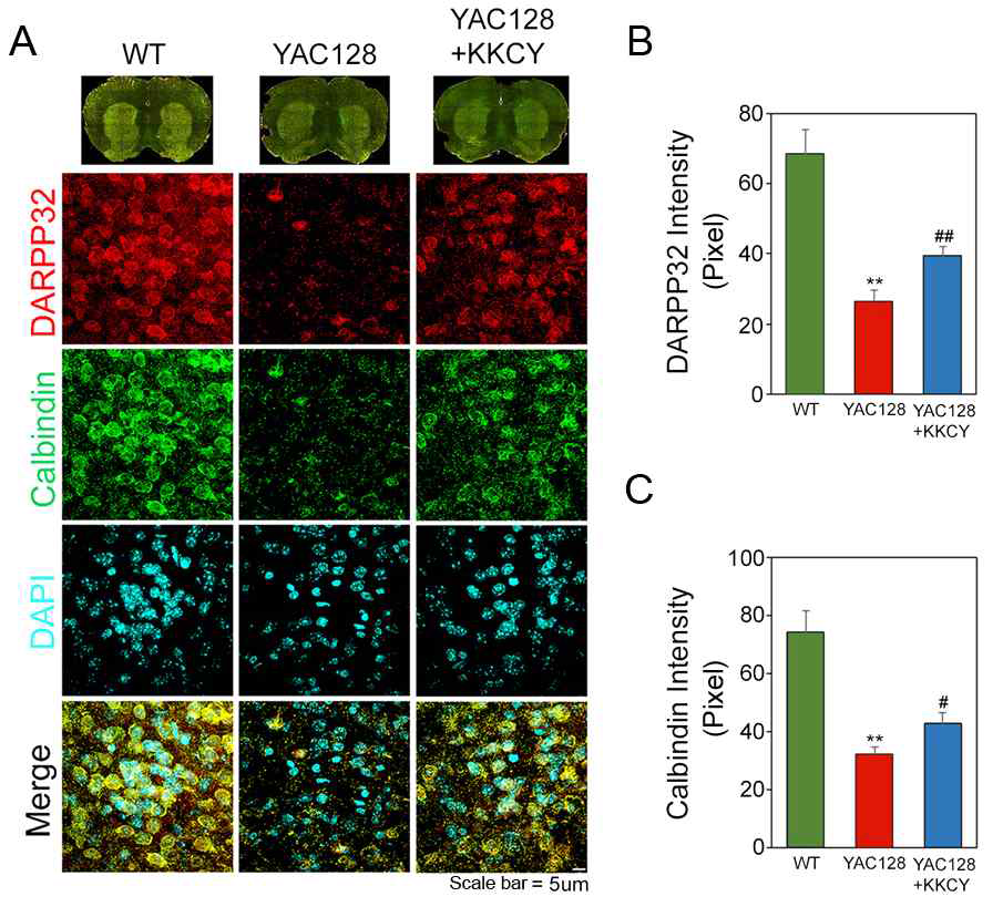 SETDB1/ESET inhibitor (KKCY01009) restores the immunoreactivity of DARPP32 and calbindin in YAC128 mice