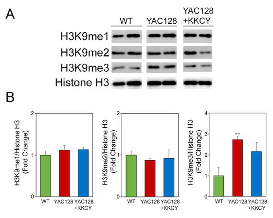 SETDB1/ESET inhibitor (KKCY01009) modulates H3K9me1, H3K9me2, and H3K9me3 levels in YAC128 mice