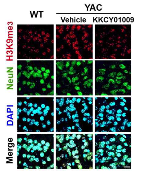 SETDB1/ESET inhibitor (KKCY01009) reduces the immunoreactivity of H3K9me3 in YAC128 mice