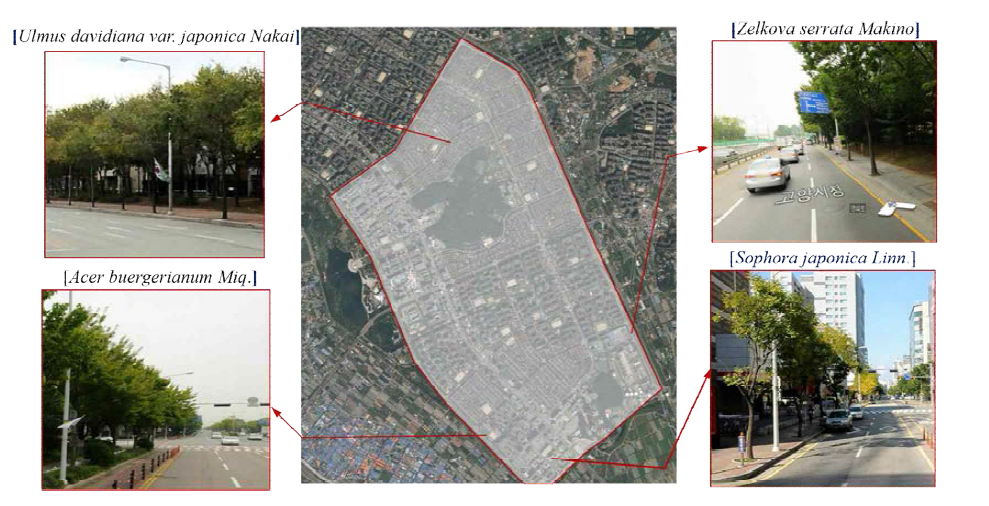 조사대상지역의 가로수 현황
