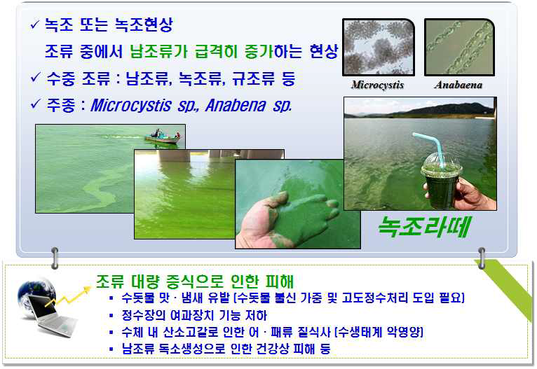 녹조현상과 녹조현상으로 인한 피해