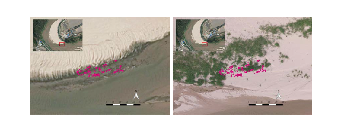 버드나무류 활착위치(2013년 항공사진(상) 2016년 항공사진(하))