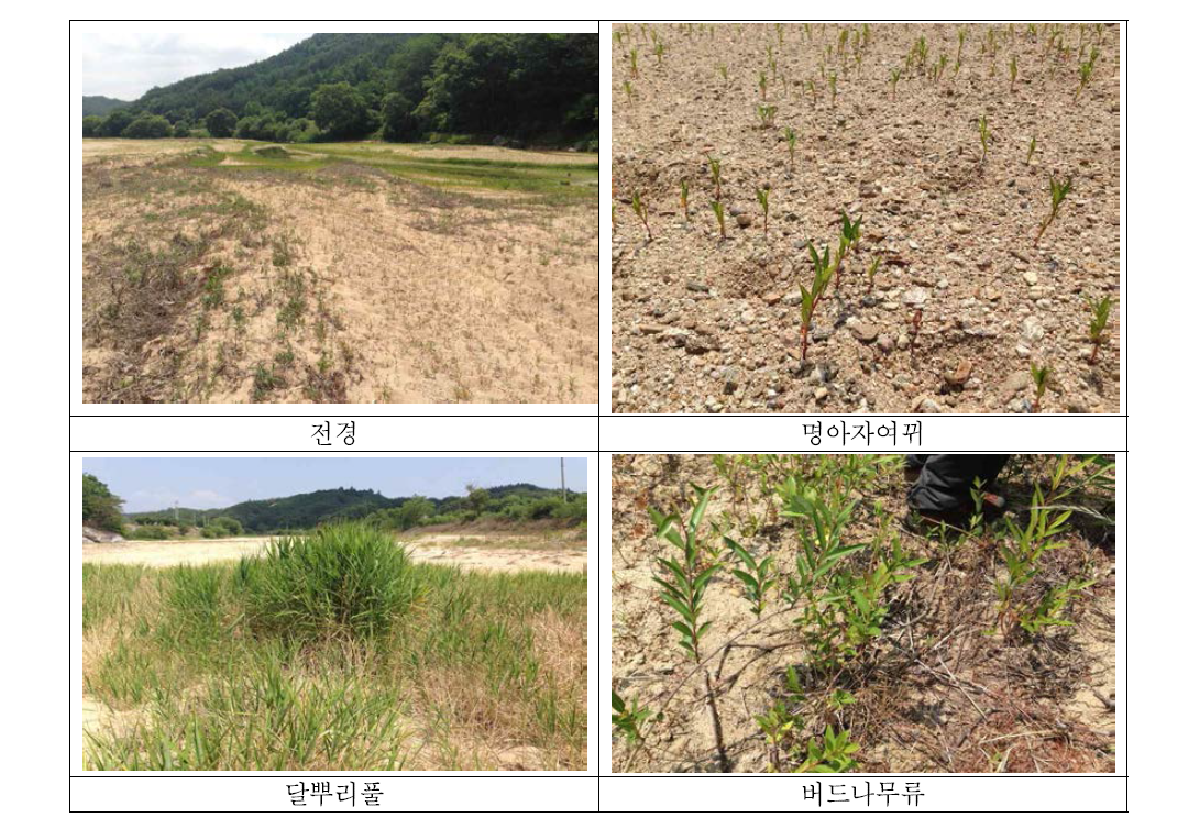 명아자여뀌, 달뿌리풀, 버드나무류 유식물의 현장 사진