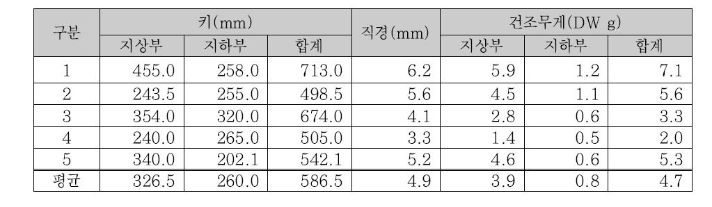 명아자여뀌의 6월 생물량