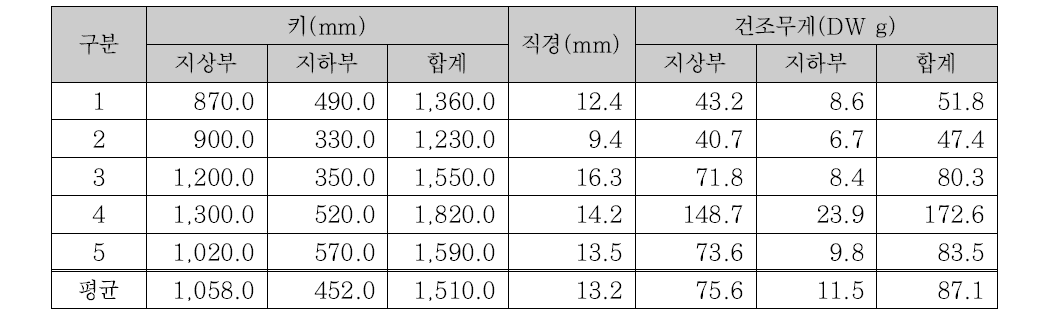 명아자여뀌의 8월 생물량