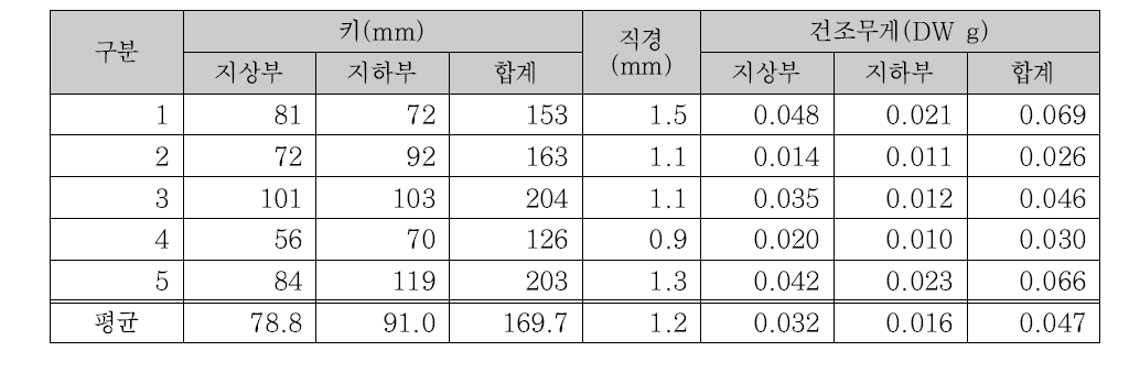 버드나무류 유식물의 6월 생물량