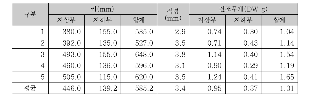 버드나무류 유식물의 8월 생물량