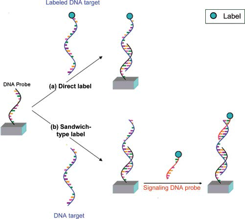 DNA hybridization을 이용한 DNA detection method