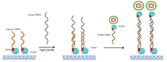 Schematic procedure of DNA sensor using microbeads