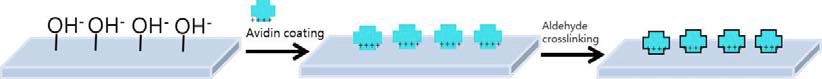 Immobilization of glass substrate