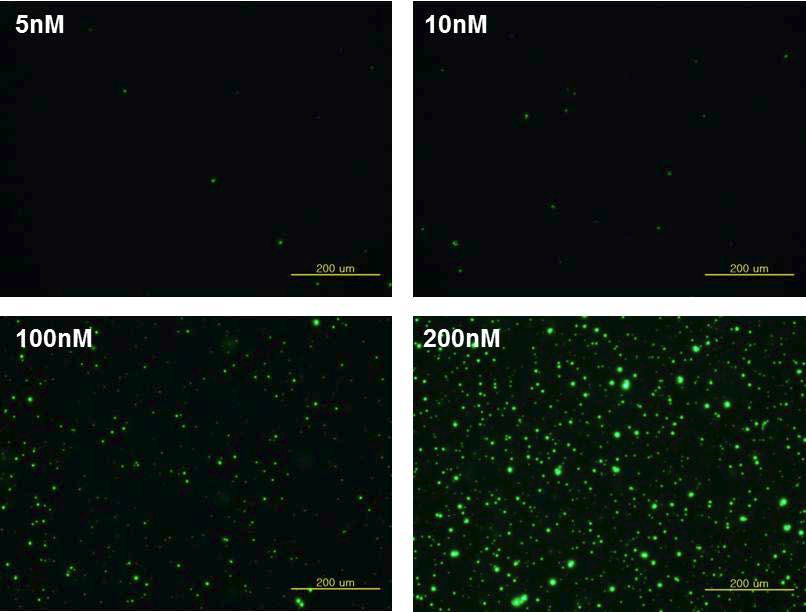 The fluorescence images of the Quantum dots incorporated microbeads as a function of Quantum dots molarity.