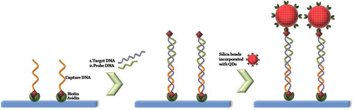 schematic procedure of DNA sensor using microbeads