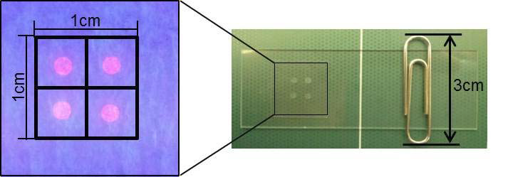 2x2 ea/cm2 마이크로비드 집적도