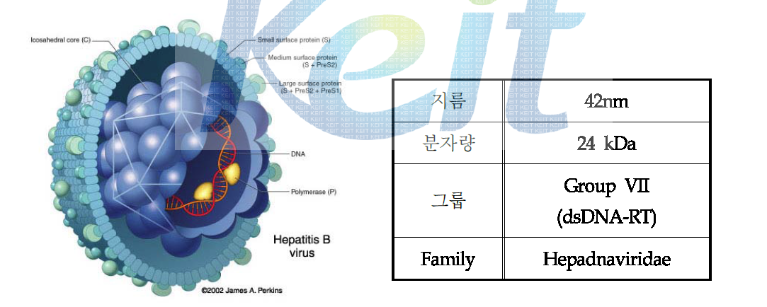 B형 간염 바아러스의 모식도 및 특성