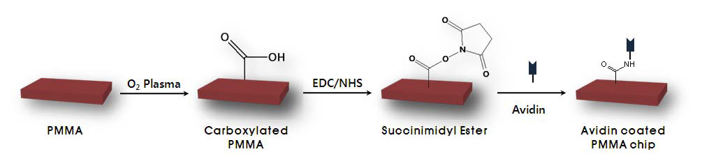 Schematic procedure of avidin coating onto carboxylated PMMA chip