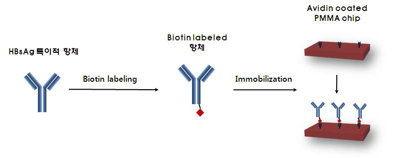 Schematic procedure of antibody immobilization onto avidin coated PMMA chip