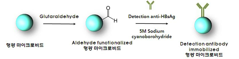 Schematic procedure of detection antibody immobilization onto fluorescent microbeads