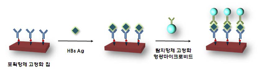 Schematic procedure of sandwich assay of HBs Ag