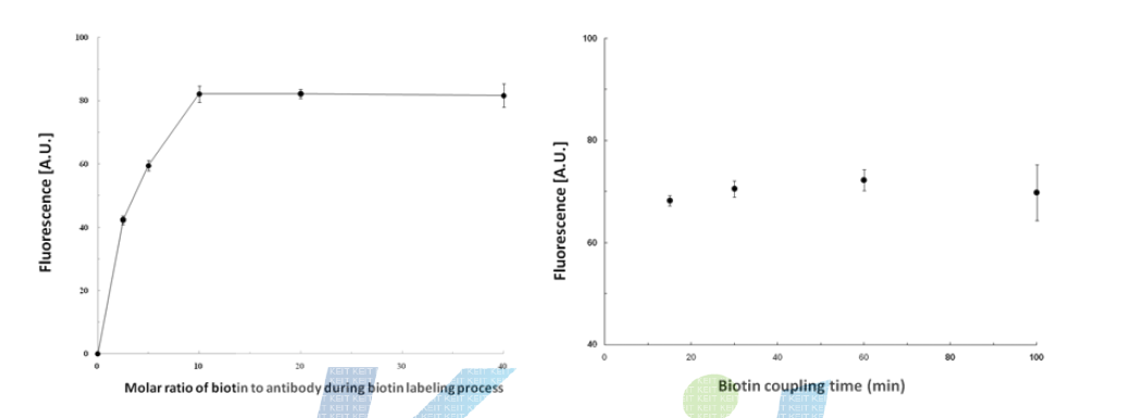 항체와 biotin의 비율에 따른 항체 고정화(좌)와 biotin coupling 시간에 따른 항체 고정화(우) 비교