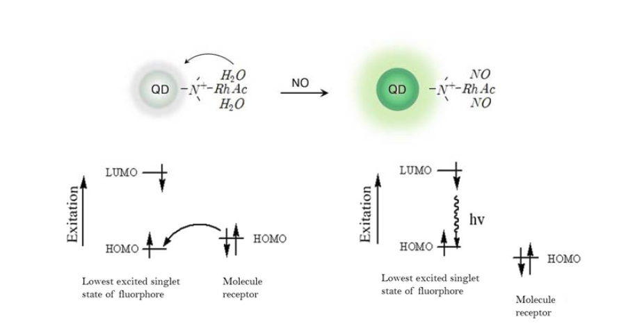 Schematic diagram of fluorescent nano-sensor mechanism for detecting nitric oxide.