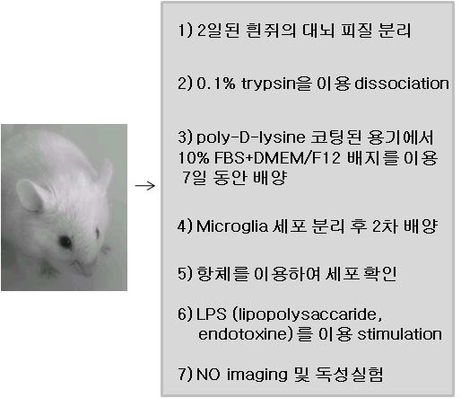 Microglia Cell 준비 및 Imaging