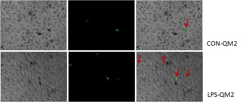 LPS로 자극된 microglia에서 QM particle을 이용해 NO 이미징