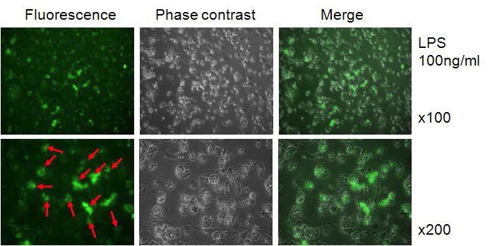 LPS로 자극된 microglia에서 QM particle(QD: Rh = 1:1 (500 nM))을 이용해 NO 이미징