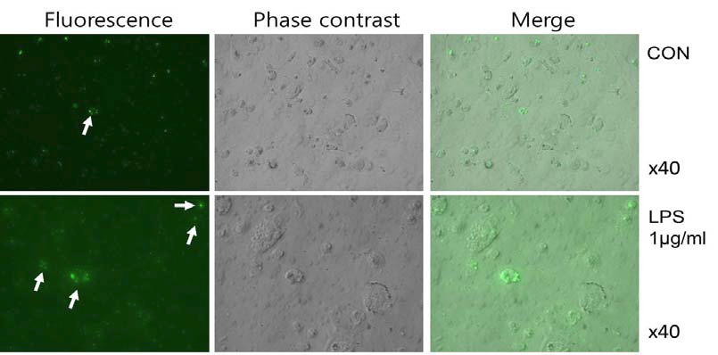 LPS로 자극된 microglia에서 nano particle을 이용한 NO 이미징