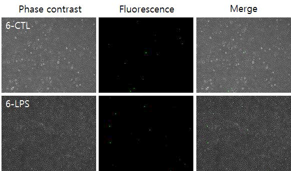 LPS로 자극된 대식세포주에서 100 nM Quantum-dot (H2O)에 의한 NO 이미징