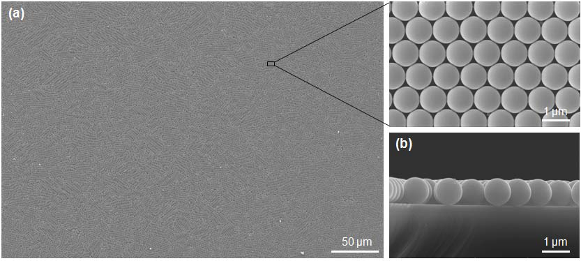 대면적 균일 분포의 단일층 미세구형체 템플릿을 보여주는 (a) 평면 및 (b)단면 SEM 사진